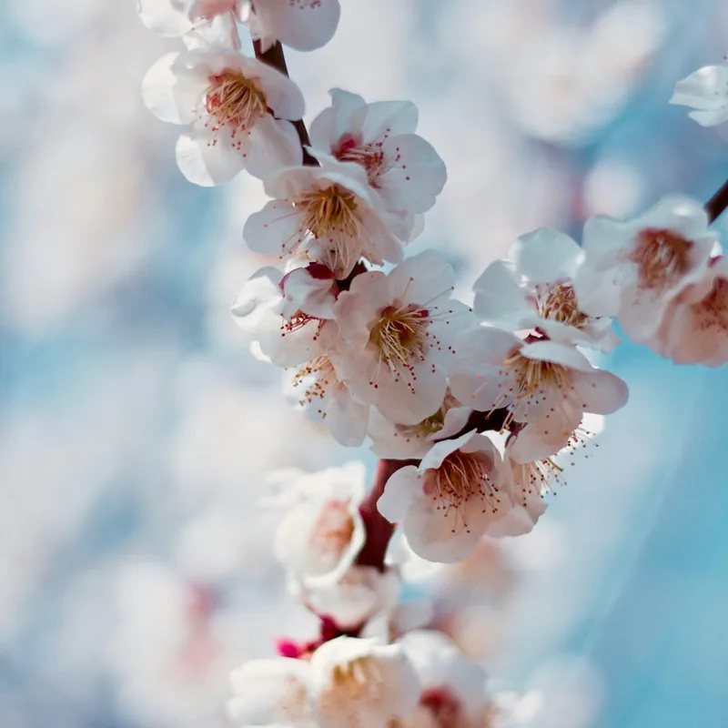 Fleur de cerisier, motif du tatouage éphémère sakura Branche de cerisier en fleurs, motif de référence du tatouage éphémère fleur de cerisier